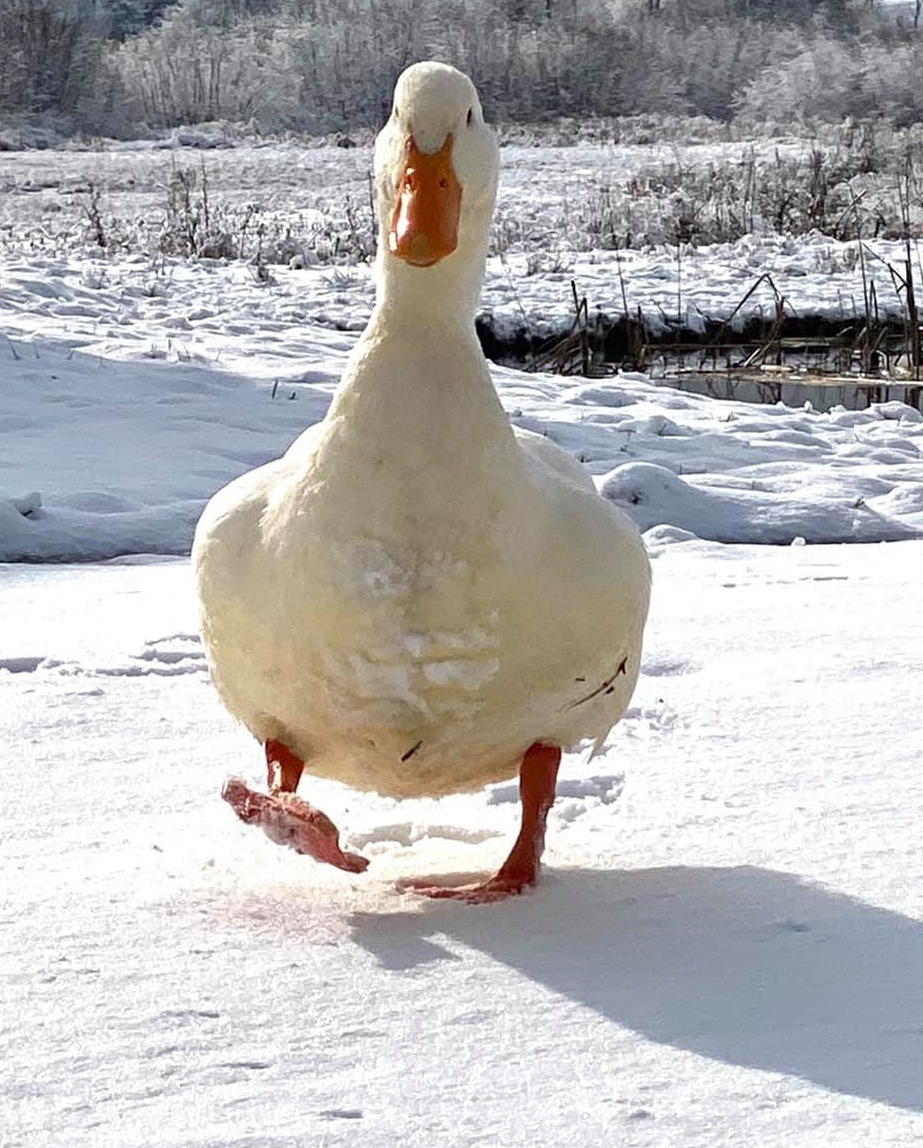 Vacation Rental Photo